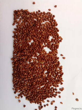 Buckwheat