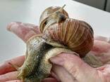 Szőlőcsiga, Helix/ escargot/ grape snail - photo 2