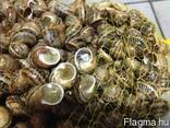 Szőlőcsiga, Helix/ escargot/ grape snail - photo 3