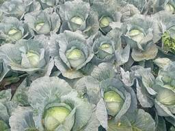 Agressor fejeskáposzta