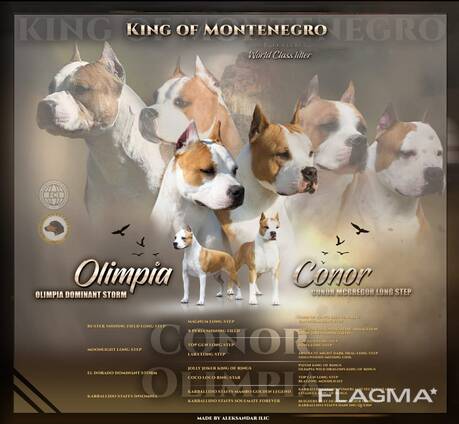 American Staffordshire Terrier Puppies
