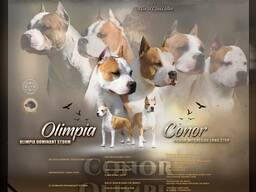 American Staffordshire Terrier Puppies