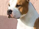 American Staffordshire Terrier Puppies - photo 12