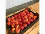 Apples fresh - photo 1
