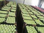 Apples fresh - photo 5
