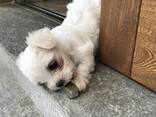 Bichon havanse - фото 1