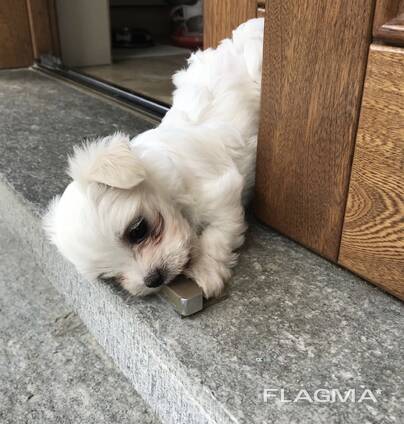 Bichon havanse