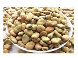 Dried Broad Beans Bulk Dry Fava Beans . .
