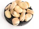 Dried Broad Beans Bulk Dry Fava Beans . . - фото 1