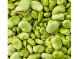 Dried Broad Beans Bulk Dry Fava Beans . . - фото 2