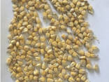 Фермерське господарство продає продовольче зерно кукурудзи від виробника - фото 1