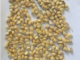 Фермерське господарство продає продовольче зерно кукурудзи від виробника