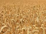 Food wheat (consumption) - фото 2