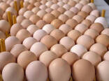 Fresh Farm White and Brown Chicken Table Eggs/ Fresh Organic Chicken Eggs for sale - фото 1