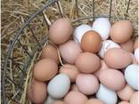 Fresh Farm White and Brown Chicken Table Eggs/ Fresh Organic Chicken Eggs for sale - фото 2