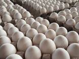 Fresh Farm White and Brown Chicken Table Eggs/ Fresh Organic Chicken Eggs for sale - фото 3