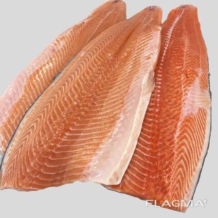 Fresh Salmon Fish / Salmon From Norway