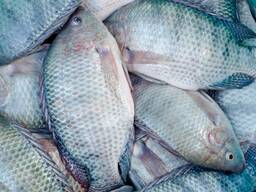 Frozen Black Tilapia Fish