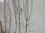 Fruit trees saplings - фото 11