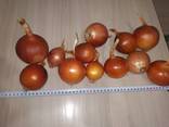 Golden onions from Kazakhstan - фото 1