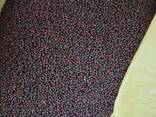 I will sell black mustard 200t. , brown flax 200t. - фото 1