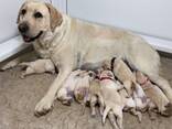 Labrador retriever puppies FCI - фото 2