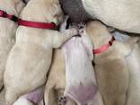 Labrador retriever puppies FCI - фото 3