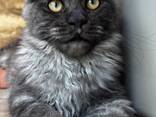 Maine coon kitten - photo 1