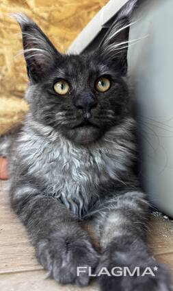Maine coon kitten