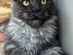 Maine coon kitten