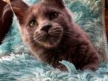 Maine coon kitten - photo 2
