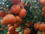 Mandarines Morket - фото 1