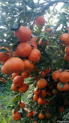 Mandarines Morket