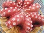 Мороженная рыба и морепродукты в Венгрию от производителя из КНР - photo 9