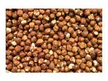 Natural Taste Quality Blanched Hazelnut/Hazel Nut at Low Price - фото 1