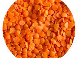 New Crops Red Lentil High Quality Organic Red Lentils in Bulk