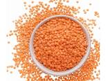 New Crops Red Lentil High Quality Organic Red Lentils in Bulk - фото 1