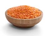 New Crops Red Lentil High Quality Organic Red Lentils in Bulk - фото 2