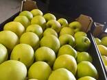 Polish apples (wide range of varieties) - фото 3