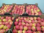 Polish apples (wide range of varieties) - фото 9