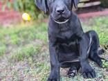 Prémium minőségű working labrador kiskutyák eladók - photo 4