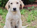 Prémium minőségű working labrador kiskutyák eladók - photo 6