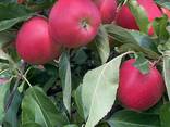 Продам польские яблоки и грушы - photo 7