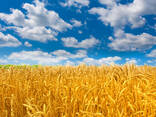 Пшеница - photo 1