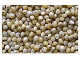 Pure Quality Organic Millet Grains Wholesale Supplier Bulk Online Sale - фото 3