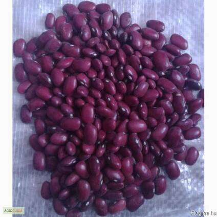 Quality 3D beans from Kyrgyzstan Фасоль