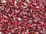 Quality 3D beans from Kyrgyzstan Фасоль - фото 7