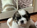 Shih Tzu kölykök - photo 1
