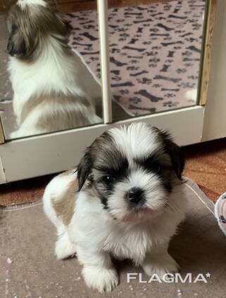 Shih Tzu kölykök