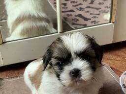 Shih Tzu kölykök
